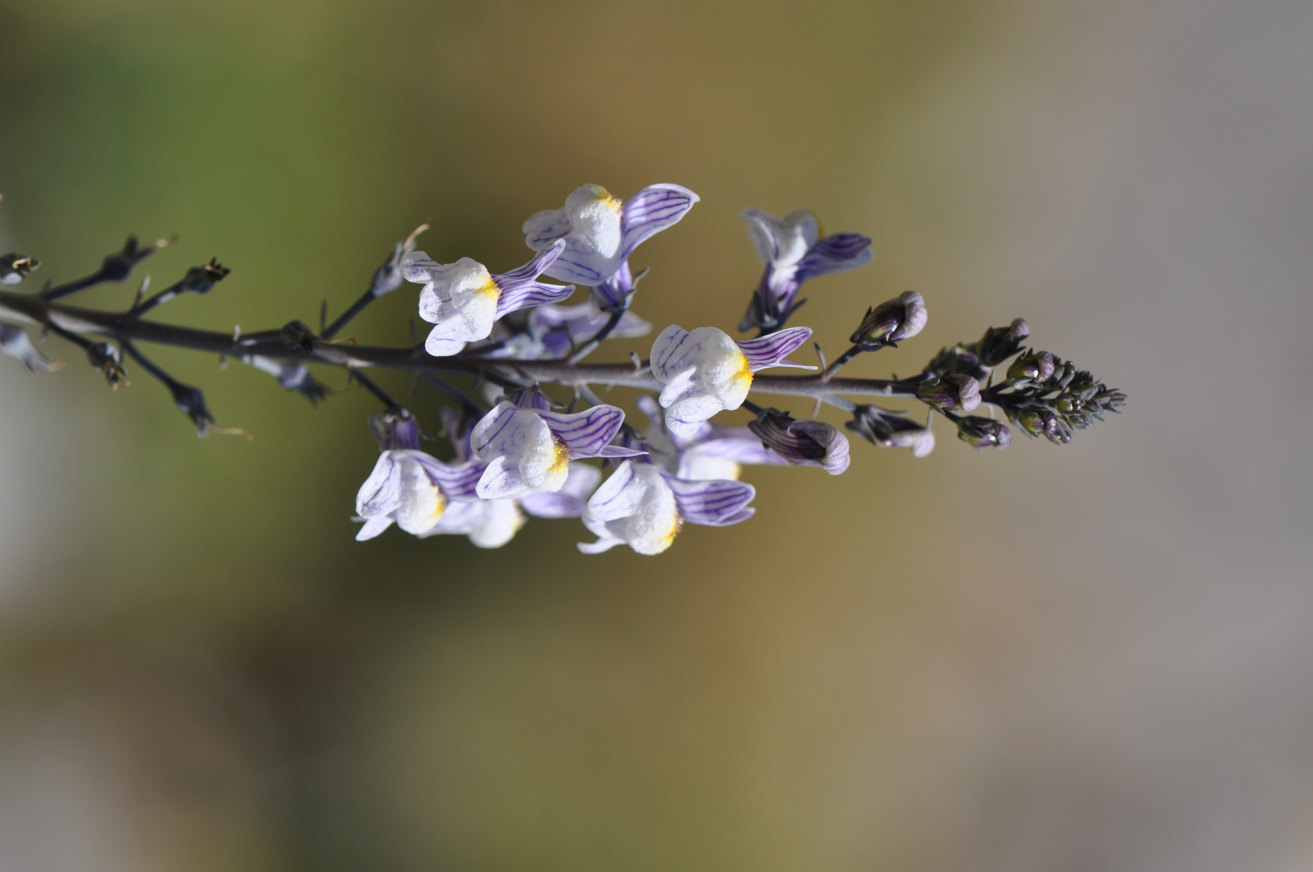 Linaria repens (L.) Mill.